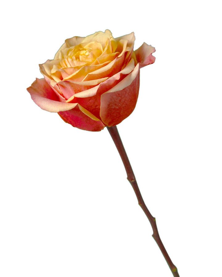 Cherry Brandy Rose