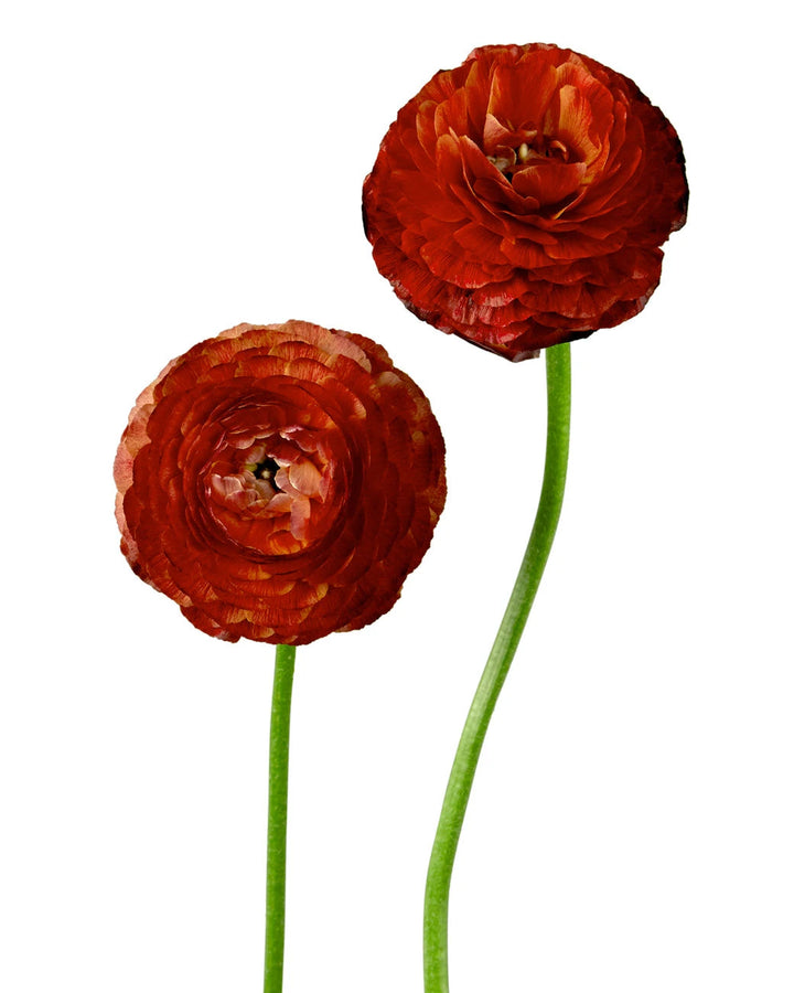 Elegance Rococo Ranunculus Wholesale Chocolate Elegance Ranunculus | PetalJet