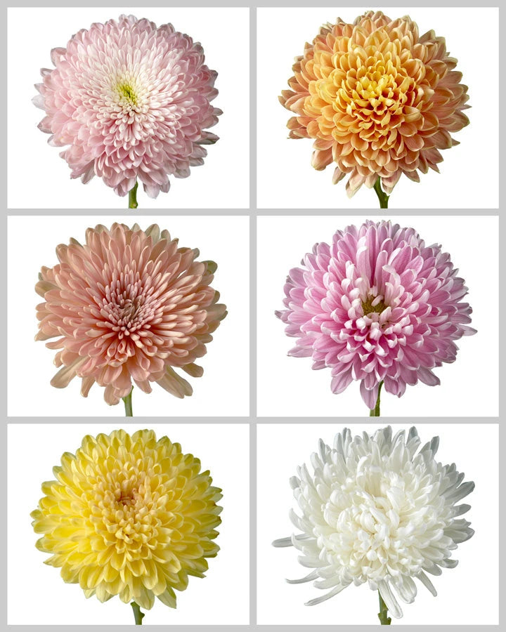 Chrysanthemum Assorted Box #646-1
