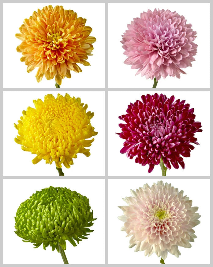 Chrysanthemum Assorted Box #648