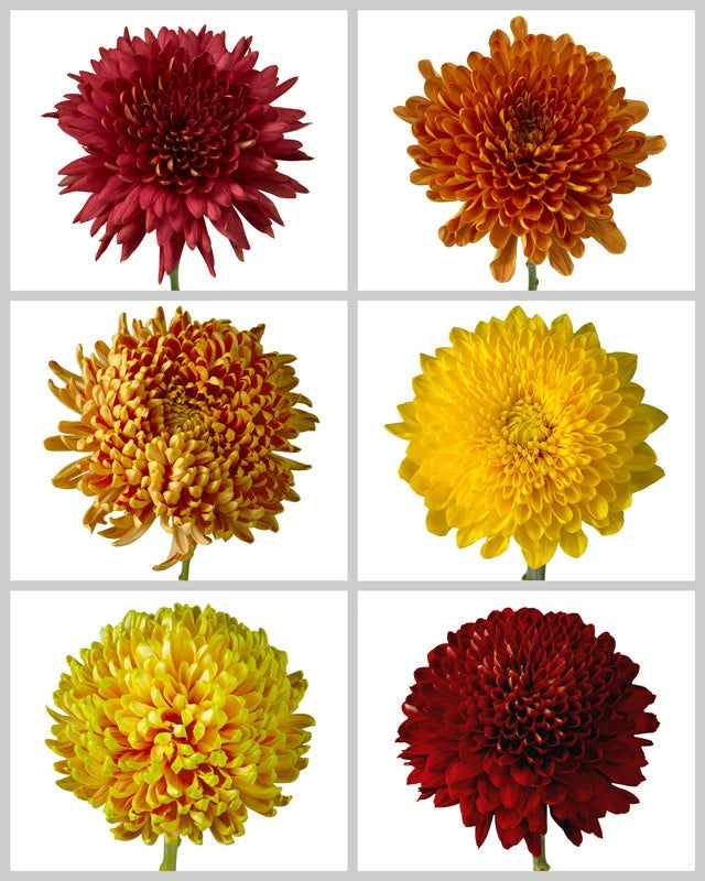 Chrysanthemum Assorted Fall Box #667