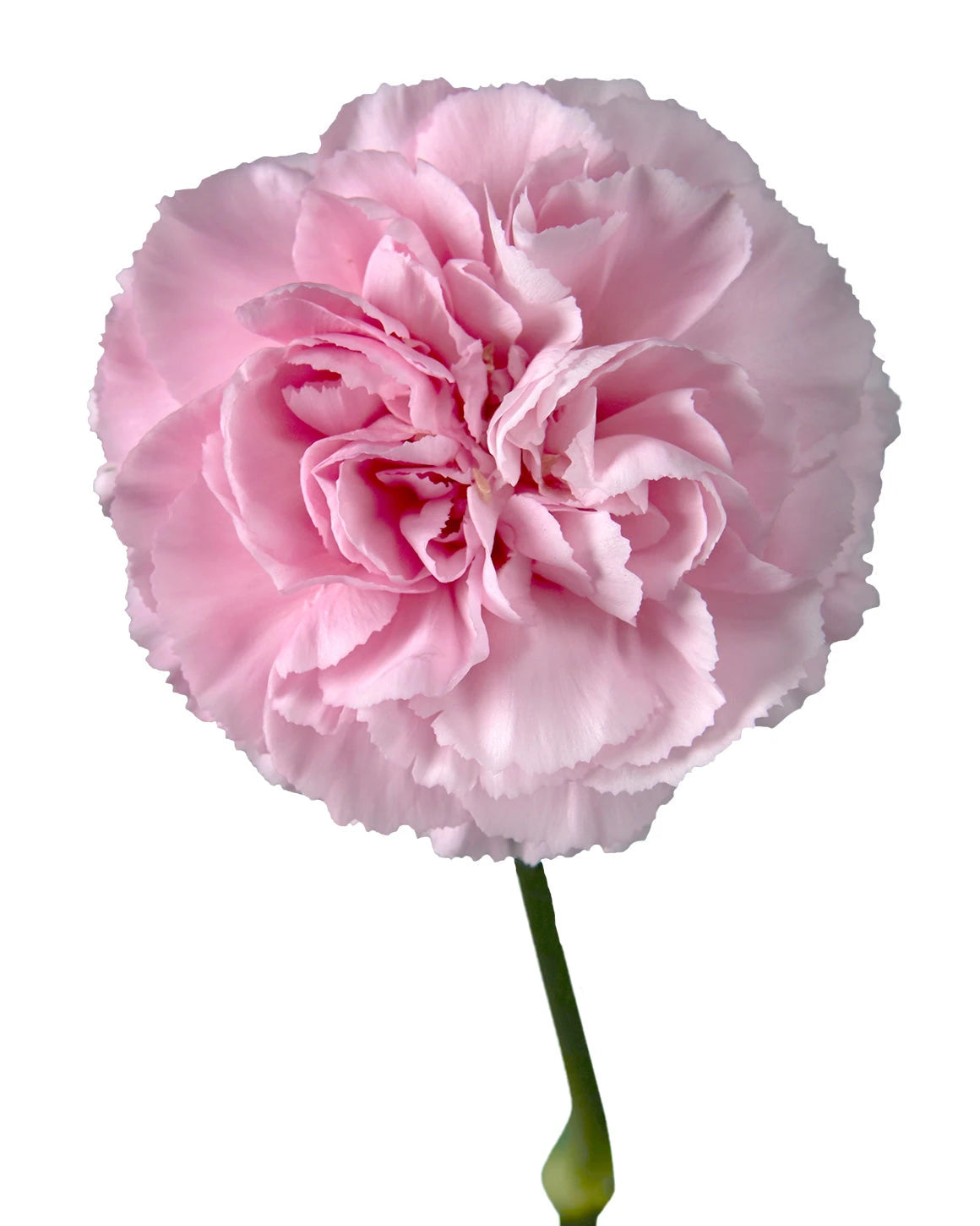 Clearwater Carnation