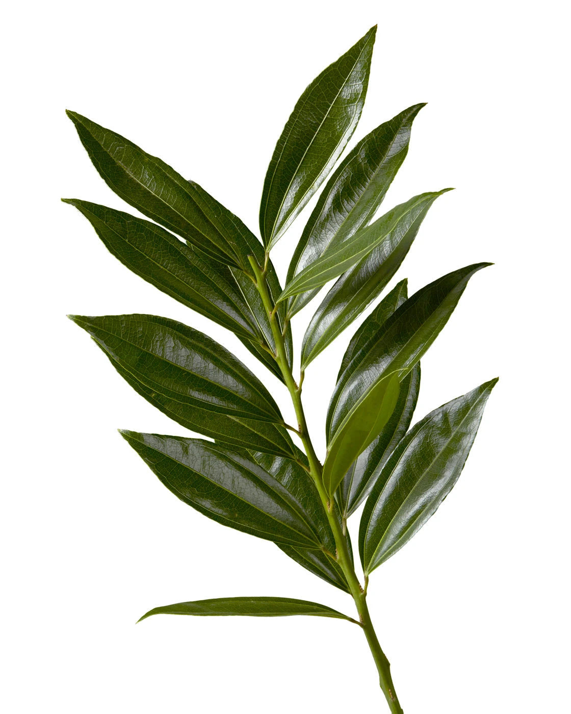 Cocculus Valentine's Day