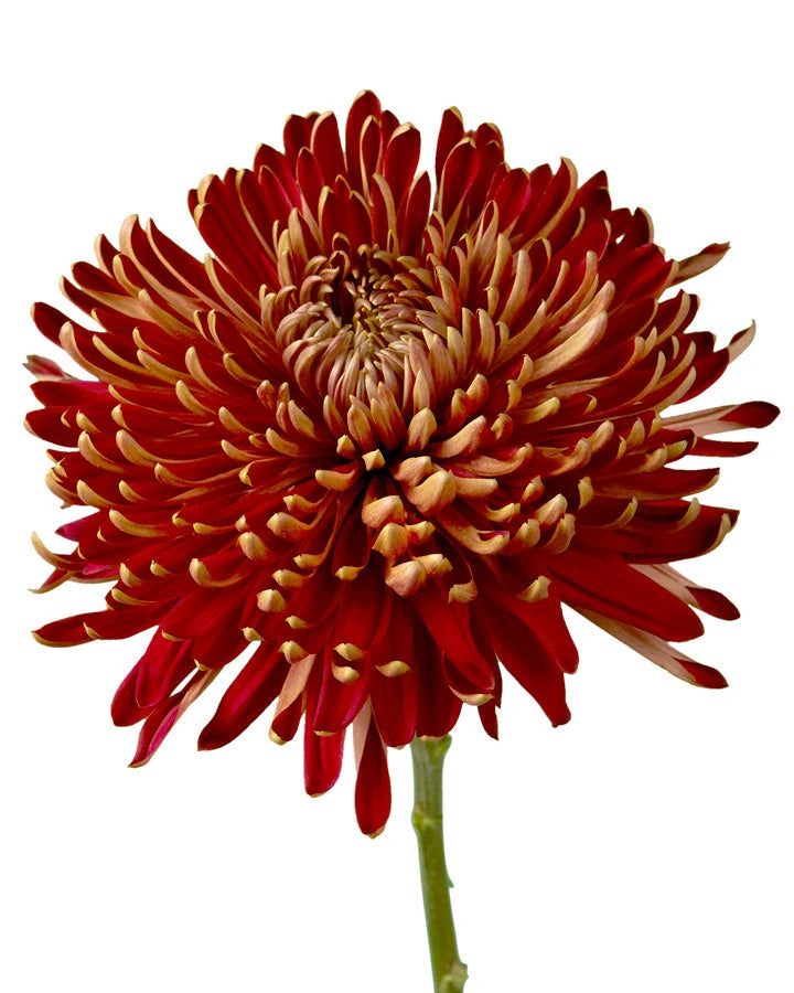 Cocoa Cremon Chrysanthemum