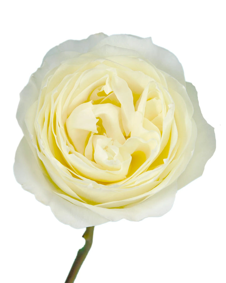 Coldplay Garden Rose