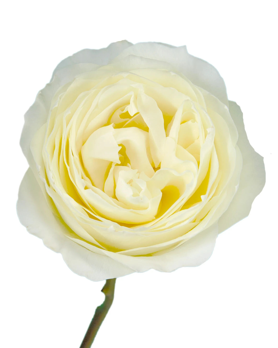 Coldplay Garden Rose