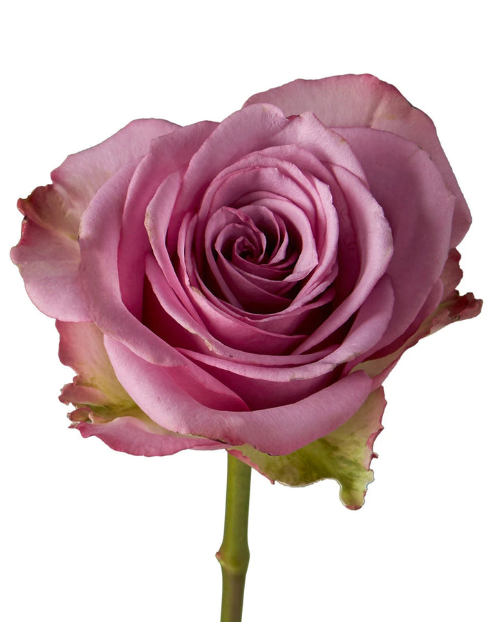 Cool Water Rose Valentine Day