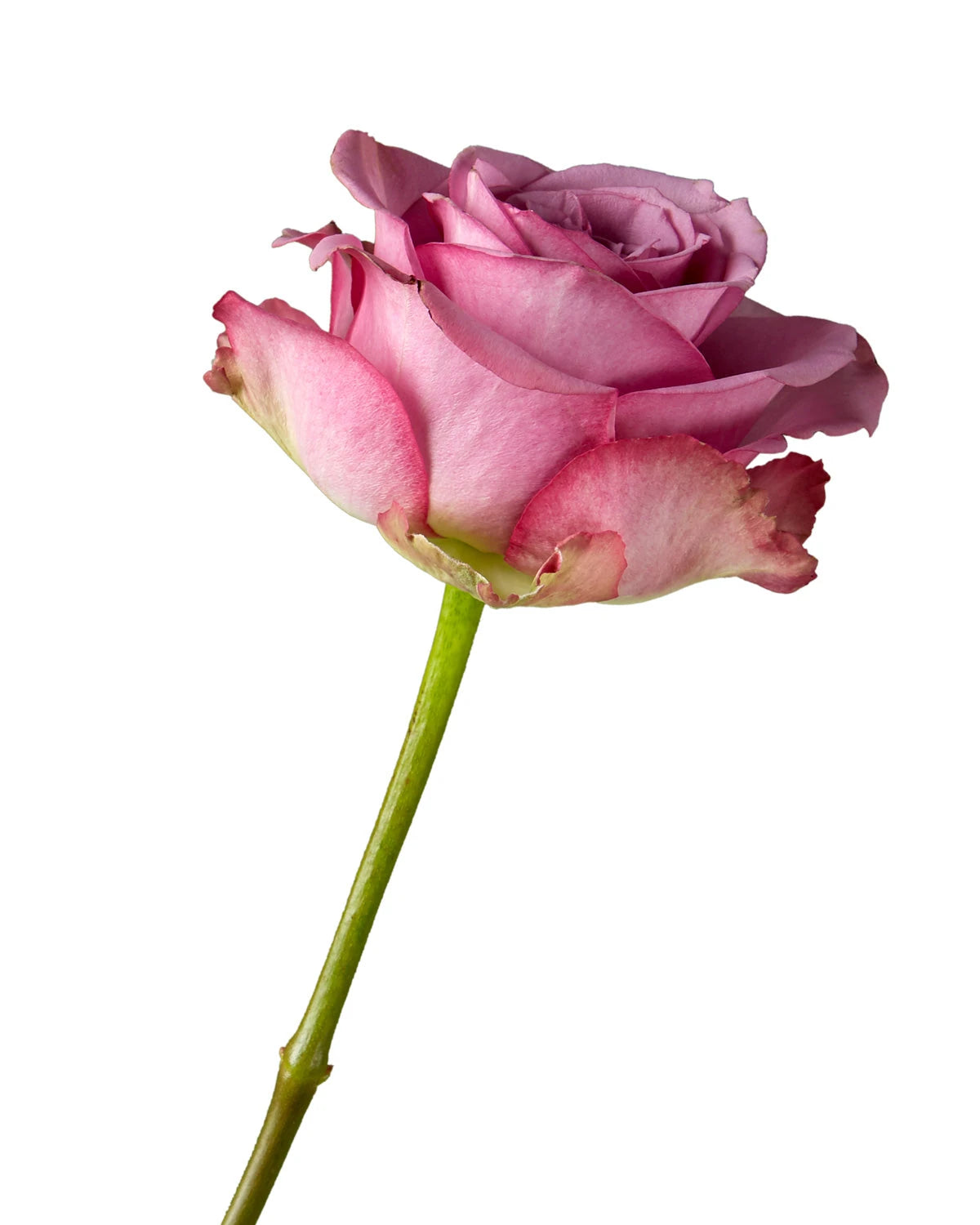 Cool Water Rose Valentine Day