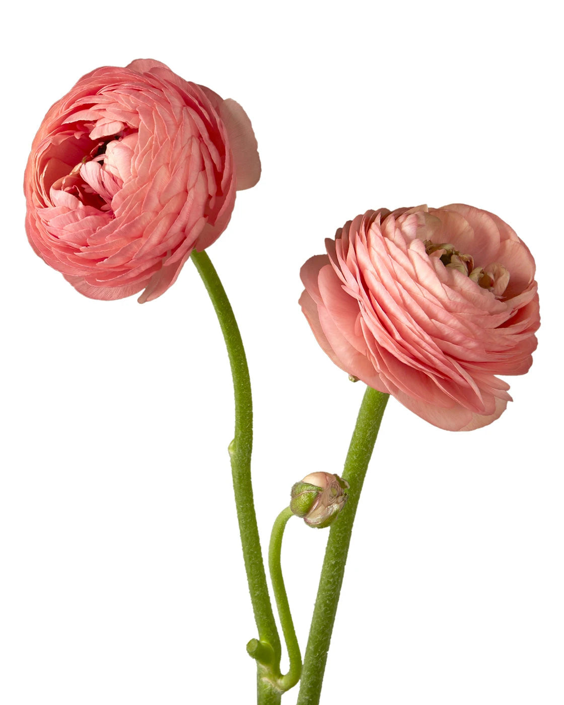 Coral Elegance Ranunculus