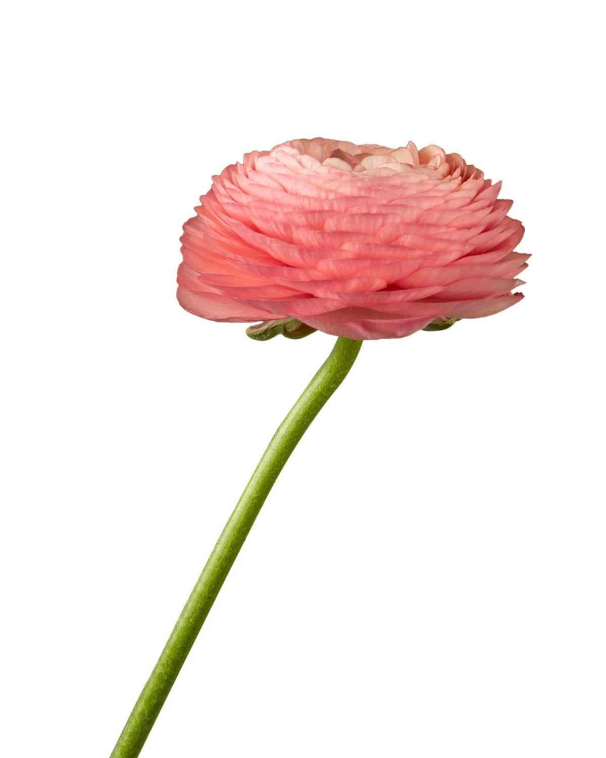 Coral Elegance Ranunculus