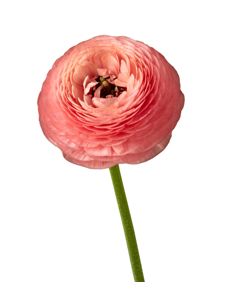 Coral Elegance Ranunculus