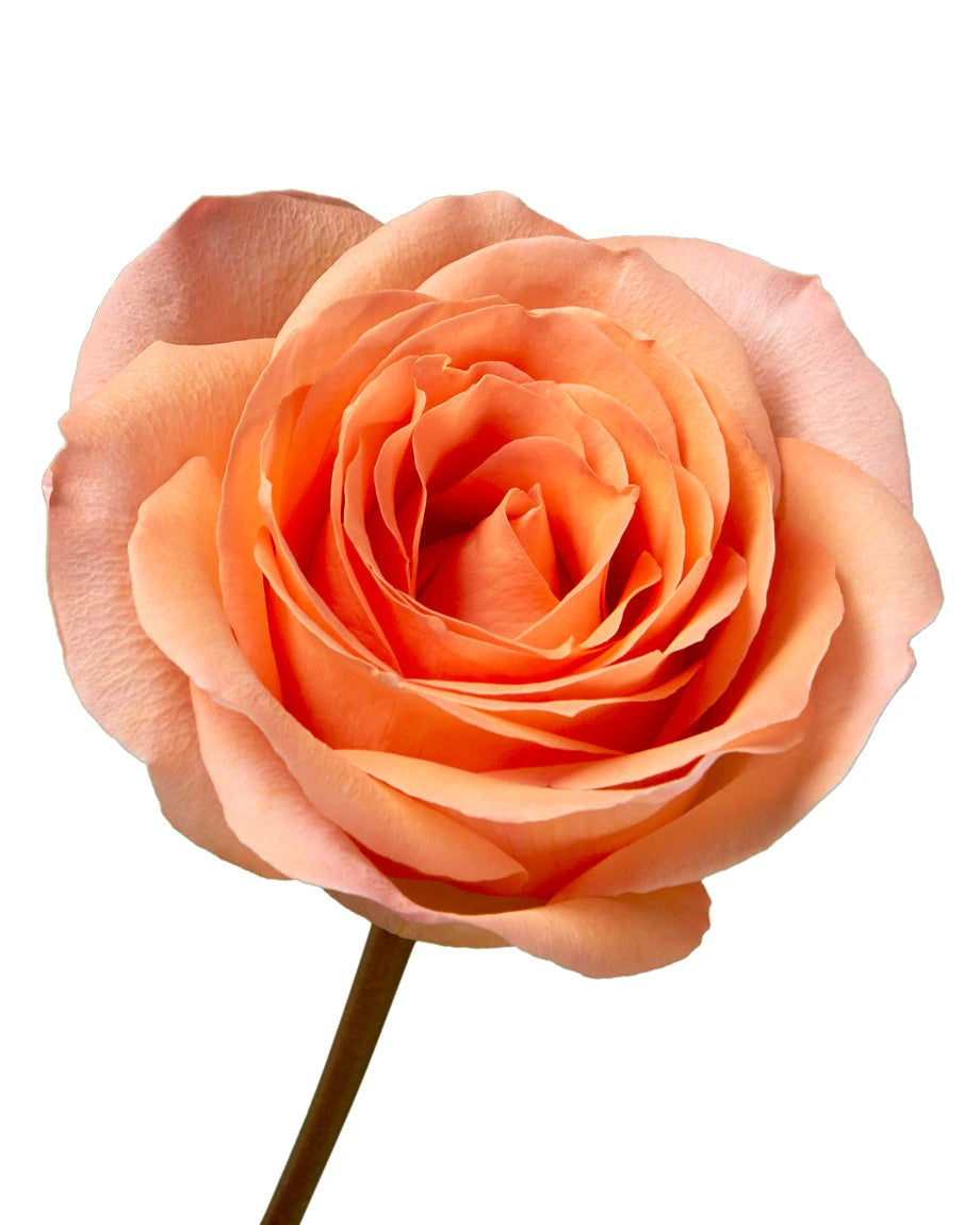 Coral Reef Rose