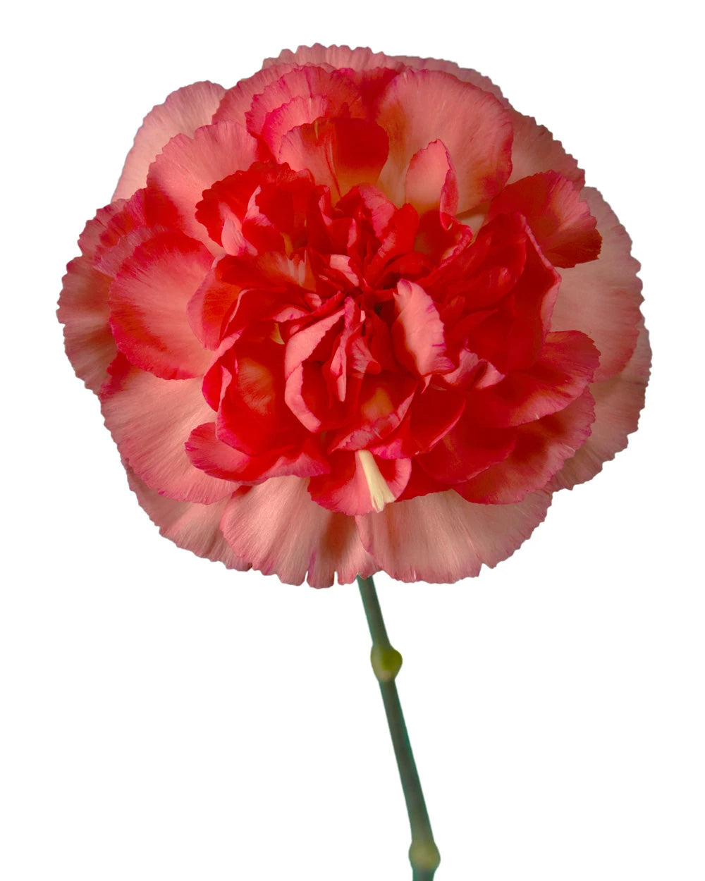 Corollo Carnation
