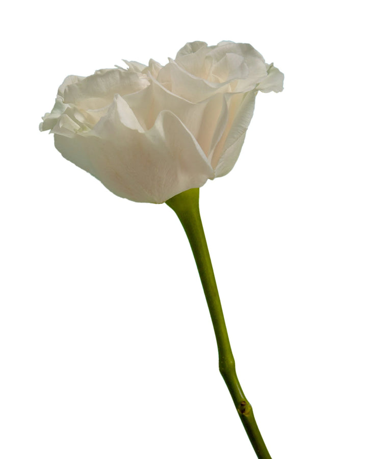Cotton Xpression Garden Rose
