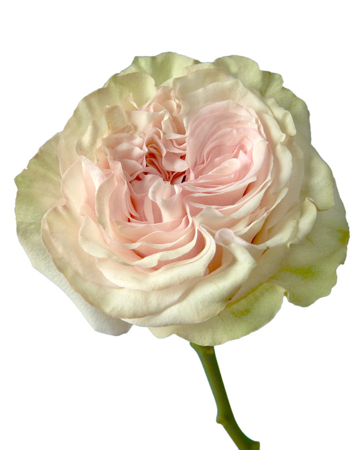 Country Secret Garden Rose Valentine Day