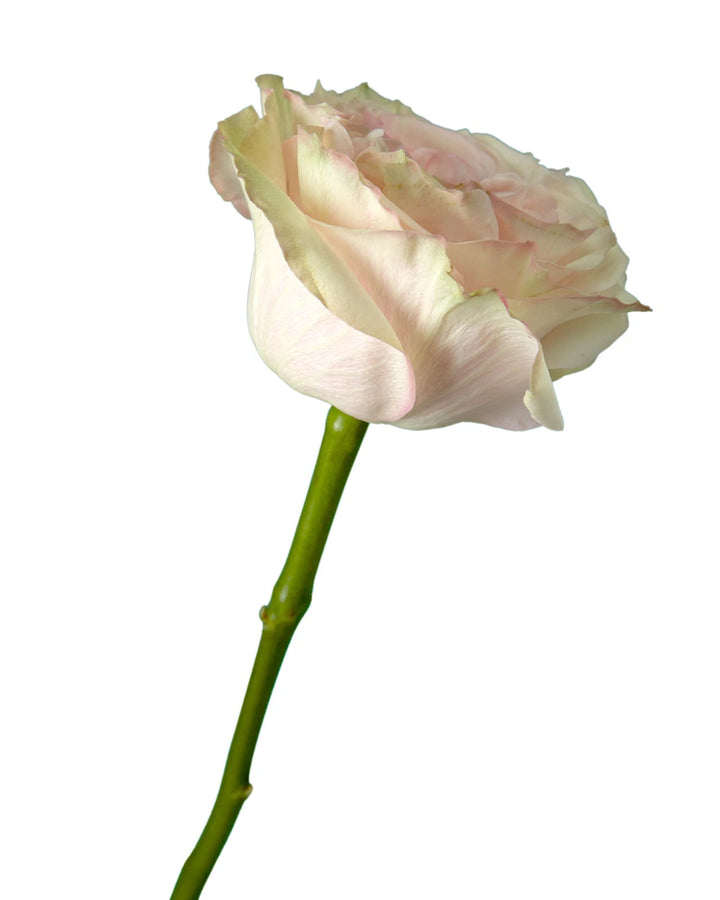 Country Secret Garden Rose Valentine Day