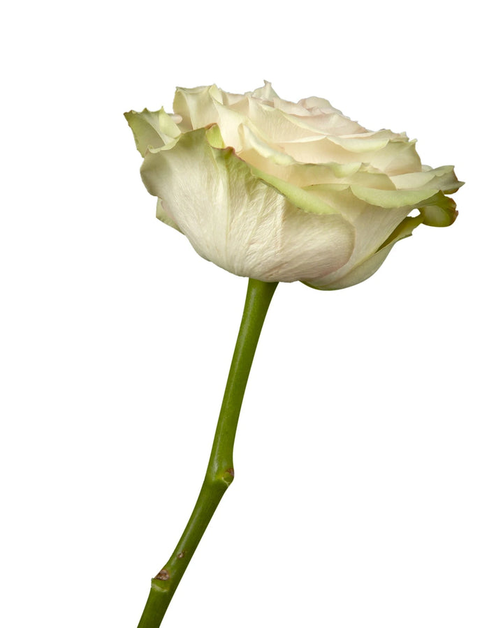 Country Secret Garden Rose Valentine Day