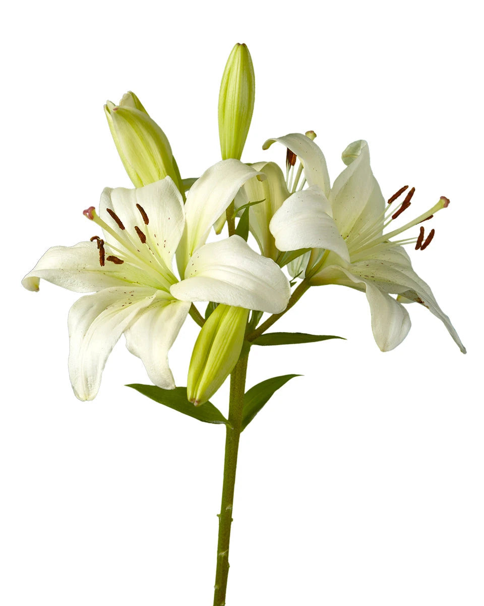 kerry lily flower Wholesale Courier Lily 3-5 Bloom