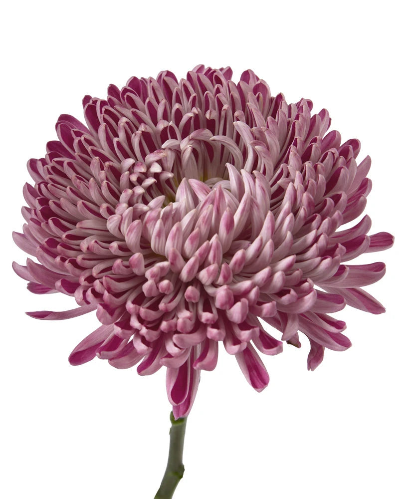 Couture Chrysanthemum
