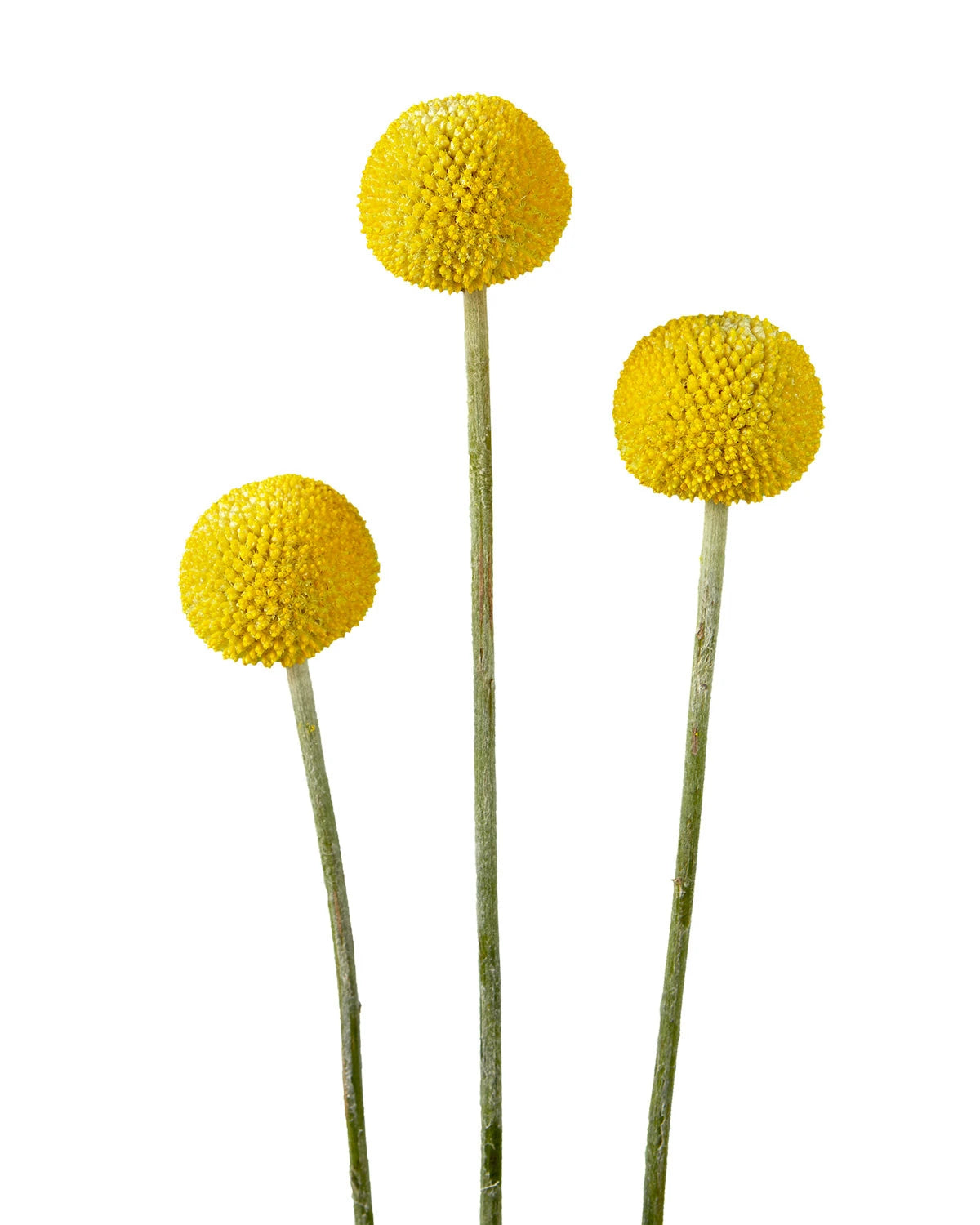 Wholesale Craspedia