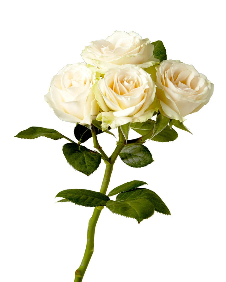 Storm Spray Roses Wholesale Spray Roses Flower | PetalJet