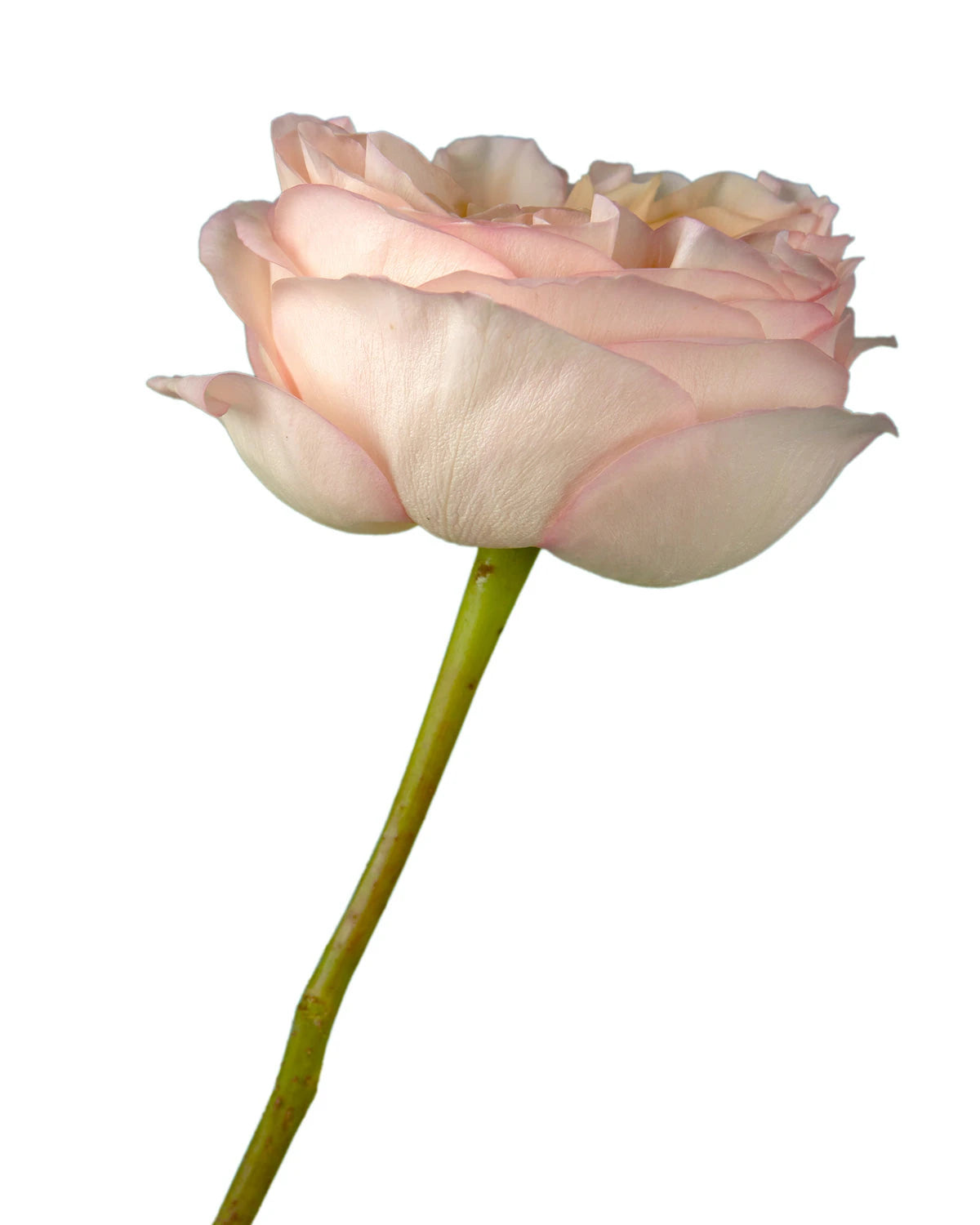 Crestation Roses Wholesale Cream Xpression Rose | Petaljet