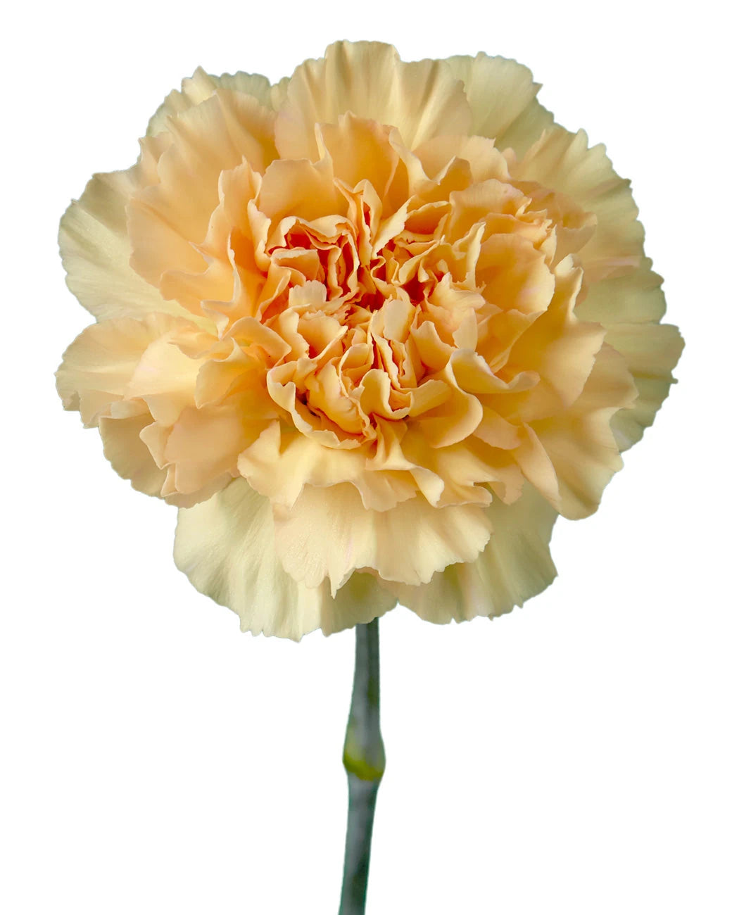 Crimea Carnation
