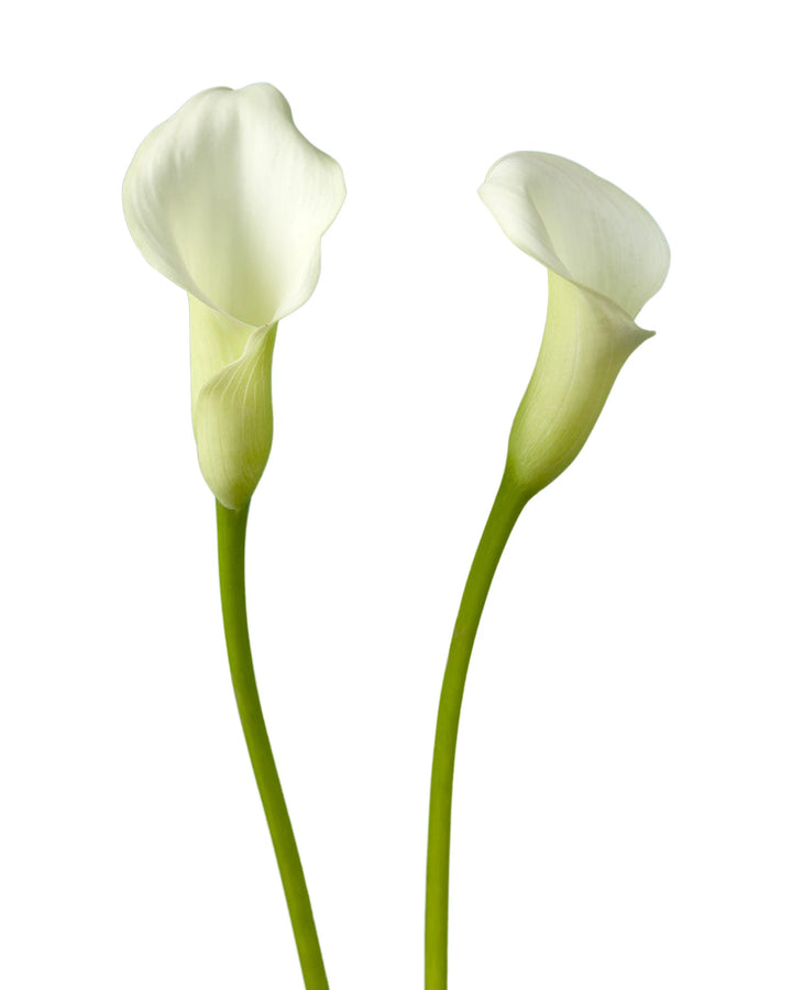 white passion lily Pink Passion Mini Calla Lily