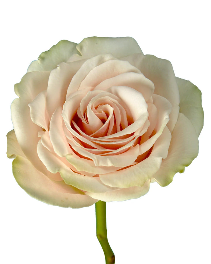 Cute Enigma Rose