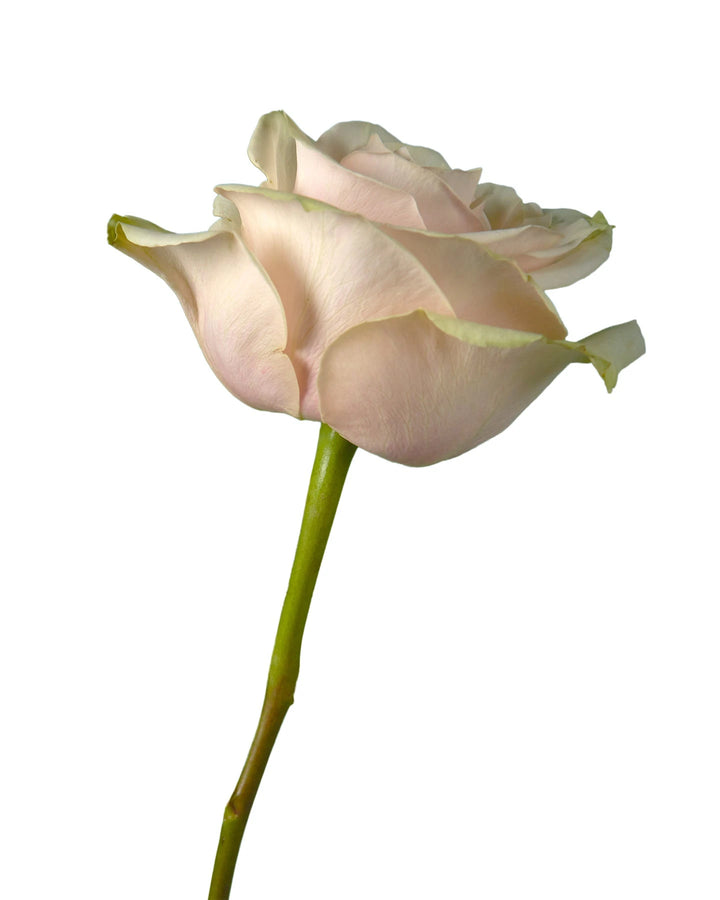 Cute Enigma Rose