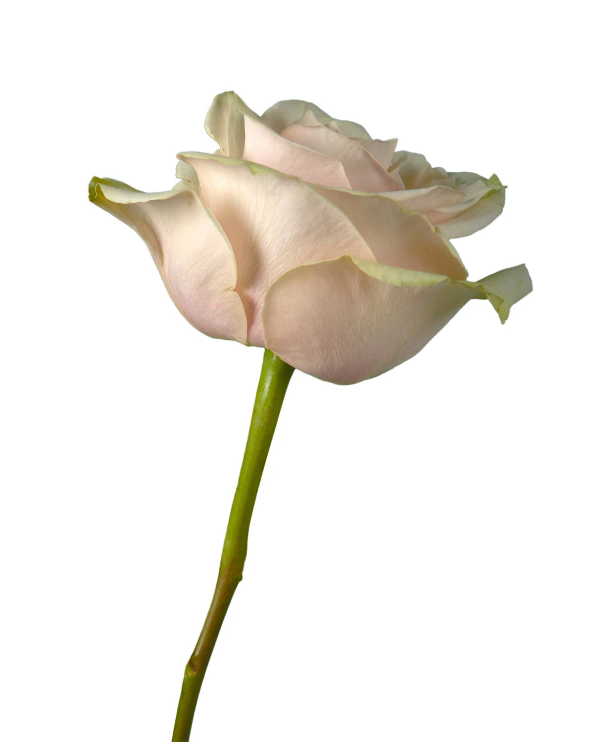 Cute Enigma Rose