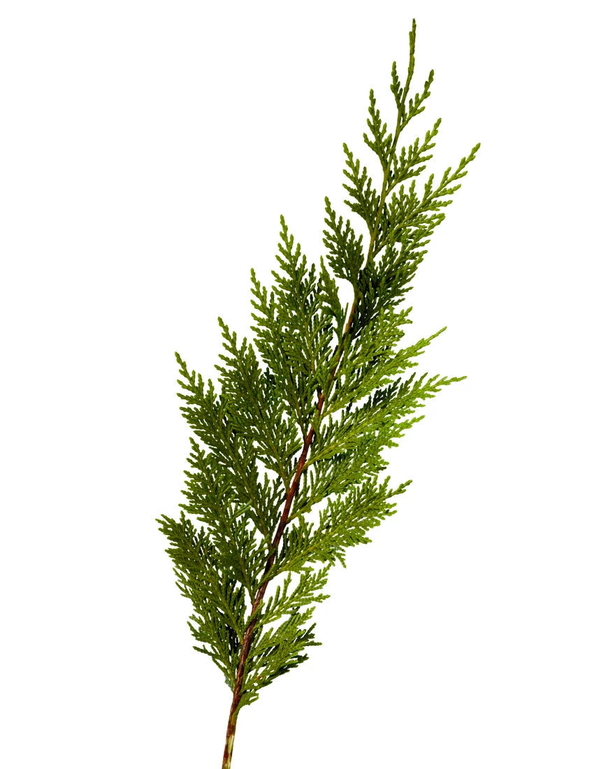 Cedar Winter Green (Ecuador)