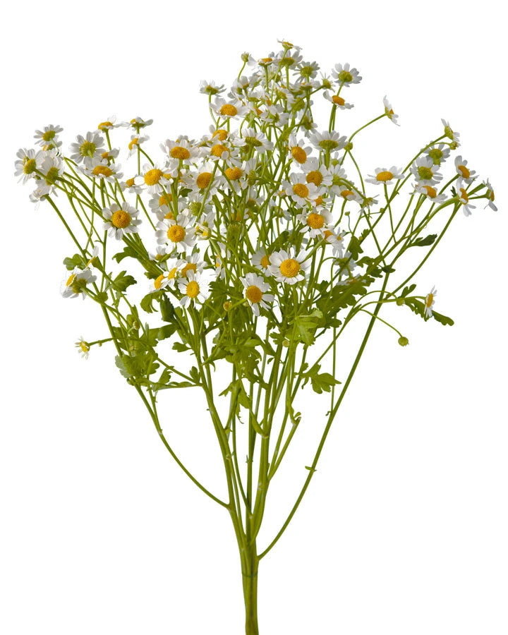 Daisy-type Feverfew
