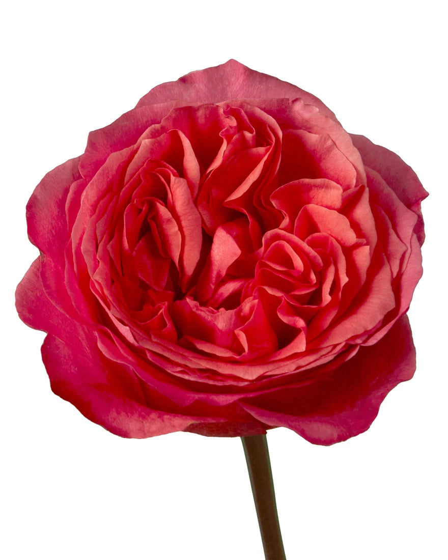 Dark Xpression Garden Rose