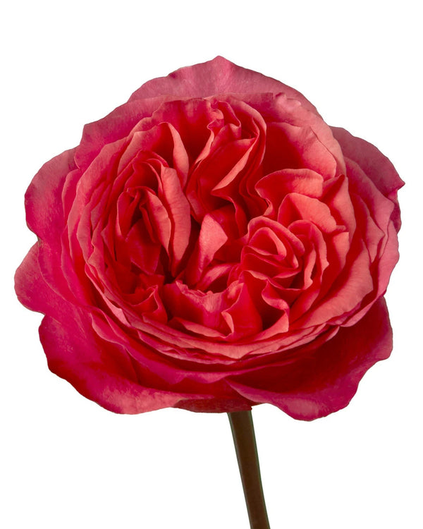 Wholesale Dark Xpression Garden Rose | Petaljet