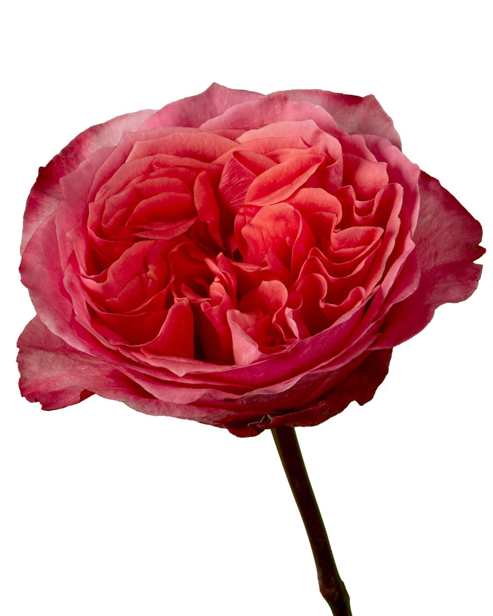 Dark Xpression Garden Rose