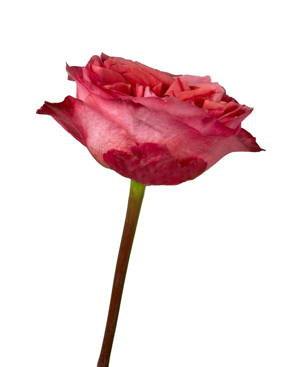 Dark Xpression Garden Rose