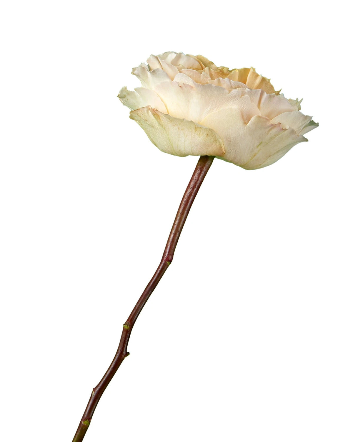 David Austin Beatrice Garden Rose