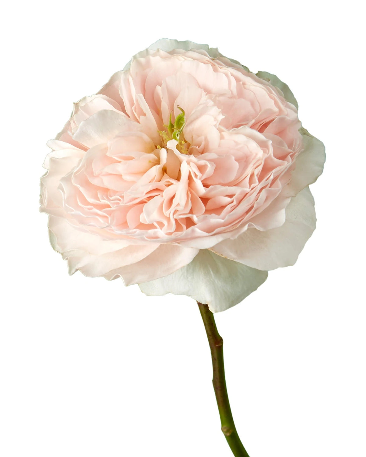 David Austin Charity Garden Rose