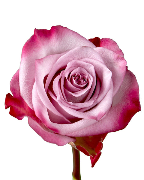 Wholesale Deep Purple Rose | PetalJet