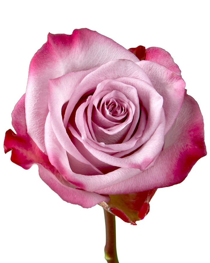 Deep Purple Rose Valentine Day