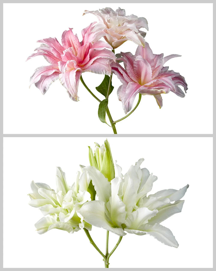 Double Roselily 3-5 Bloom Assorted Box Valentine's Day