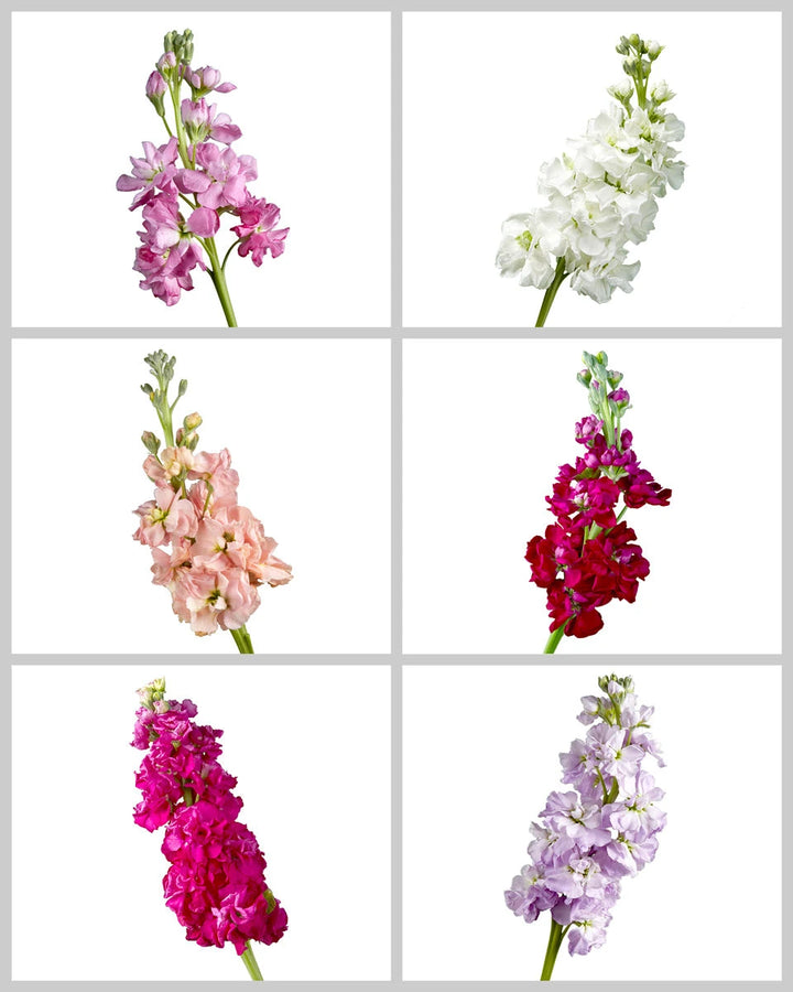 Double Stock Assorted Box #035 Valentine's Day