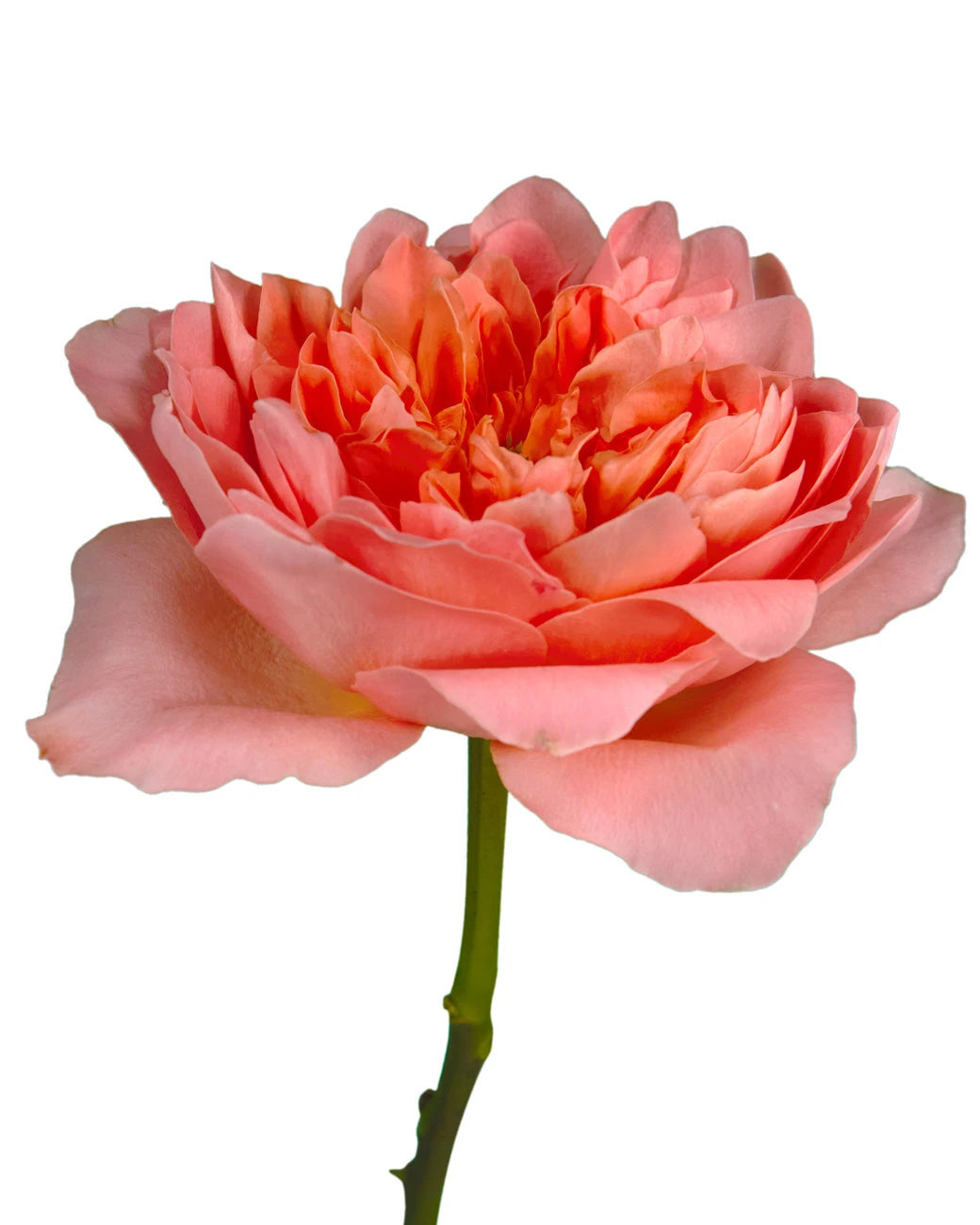 Dragonfly Garden Rose