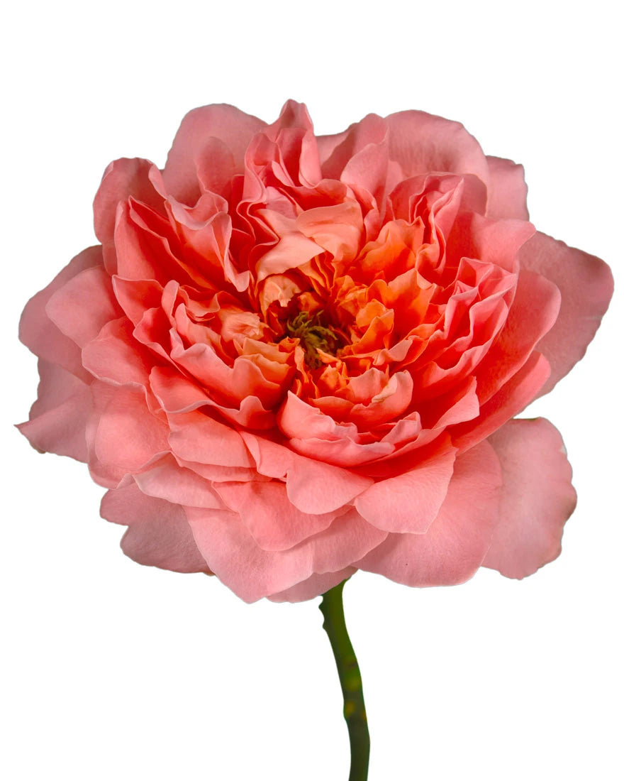 Dragonfly Garden Rose