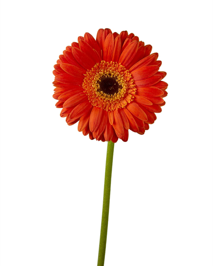 Dune Jumbo Gerbera Daisy