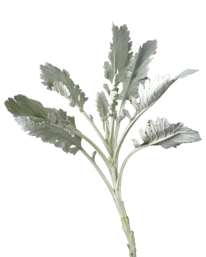 Dusty Miller Broad Leaf (Senecio) Valentine's Day
