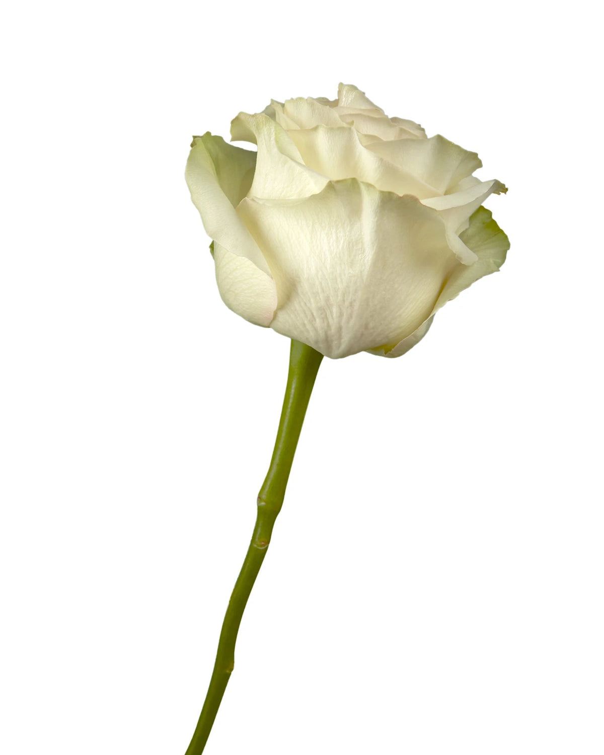 Dynamic Rose