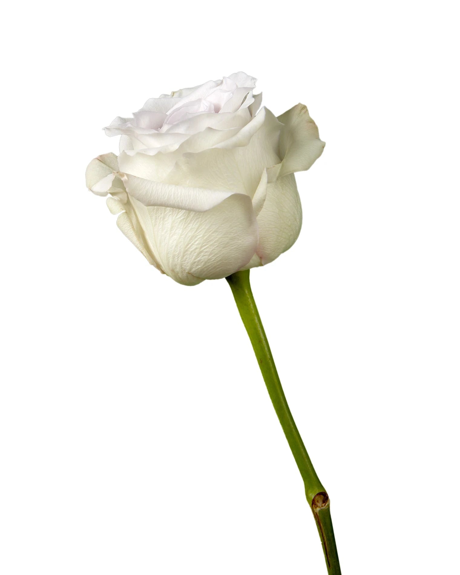 Early Grey Rose
