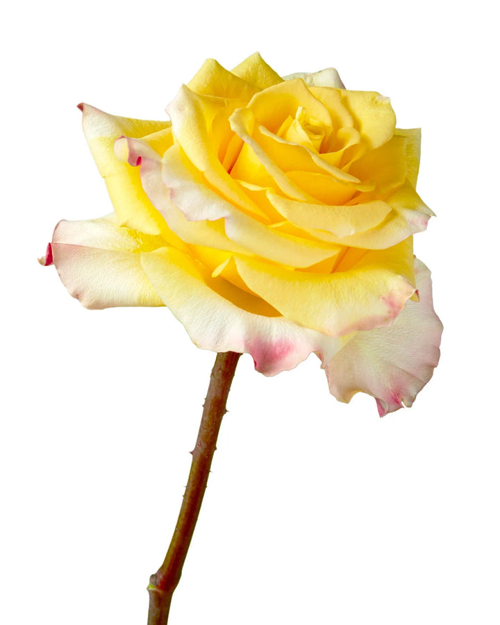 Easy Fashion Rose
